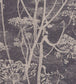 Cow Parsley Wallpaper - Linen & Charcoal - 66/7048 - Cole & Son - Premier Wallcovering