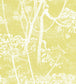 Cow Parsley Wallpaper - White & Chaurtreuse - 66/7051 - Cole & Son - Premier Wallcovering