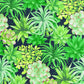 Echeveria Botanica Wallpaper - Vert Jungle - Casadeco - 85917396 - Premier Wallcovering