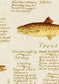 Lewis & Wood - European Fish - Beige - Premier Wallcovering