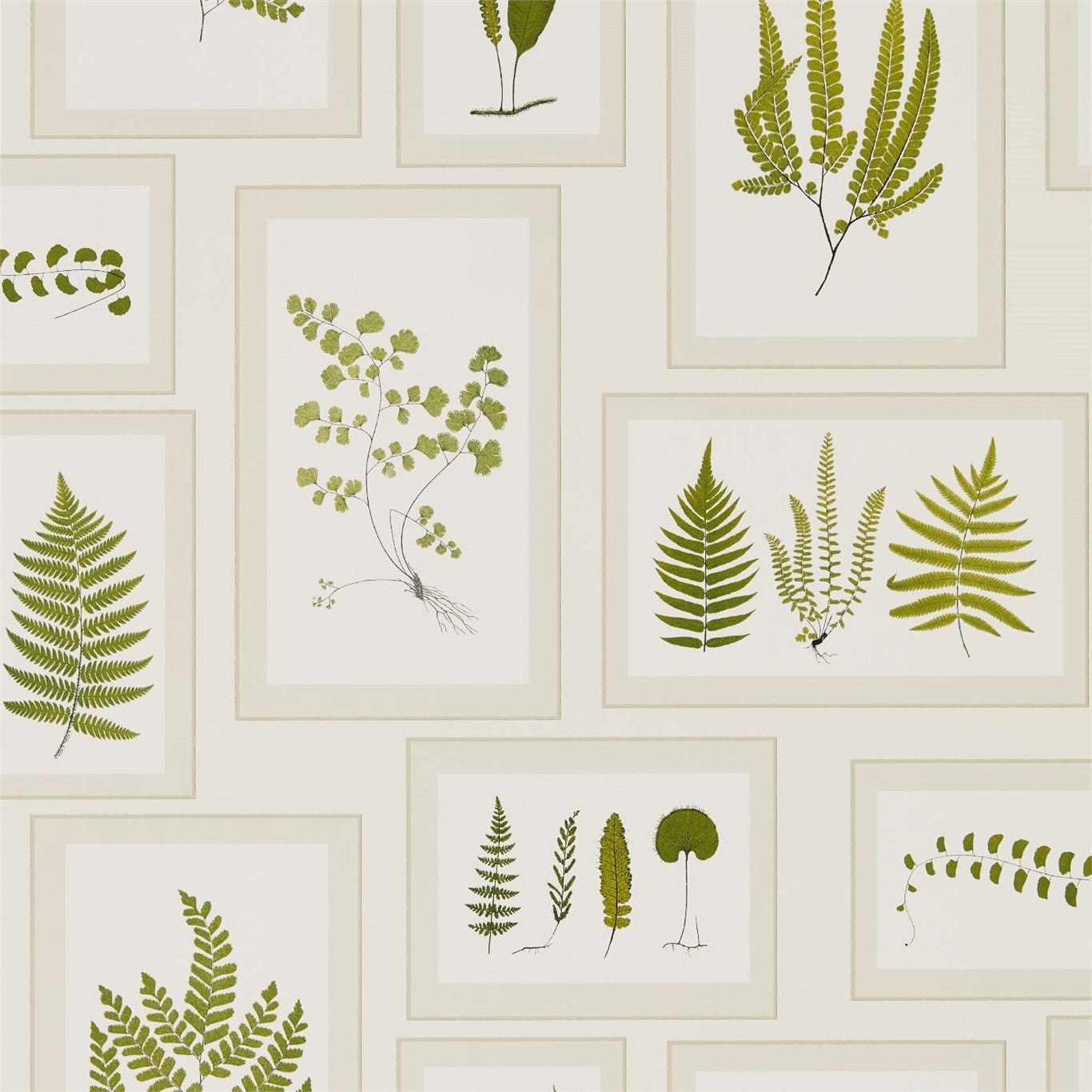 Fern Gallery Wallpaper - Ivory/Green - Sanderson - DWOW215712