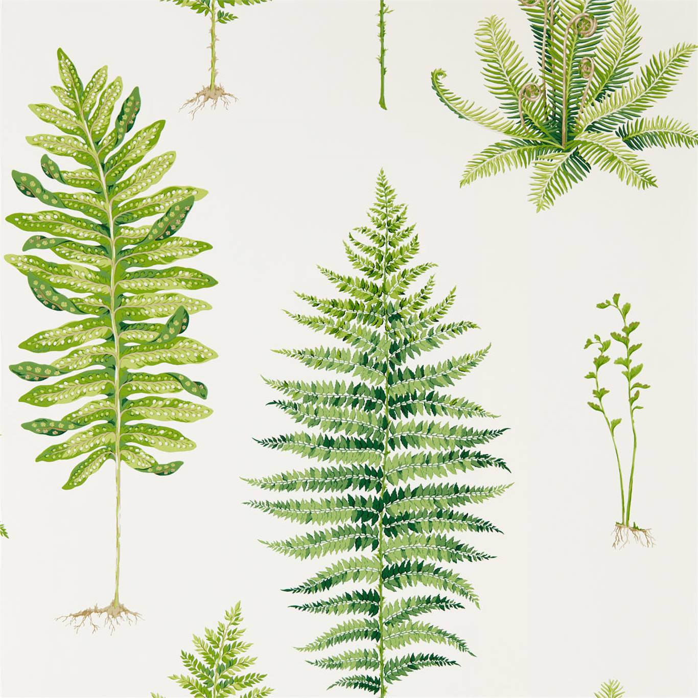 Fernery Wallpaper - Botanical Green - Sanderson - DGLW216633