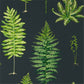 Fernery Wallpaper - Botanical Green/Charcoal - Sanderson - DGLW216634