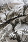Golden Oriole Velvet Fabric - Black & Gold on Beige - Timorous Beasties - GOR/40906/01 - Premier Wallcovering