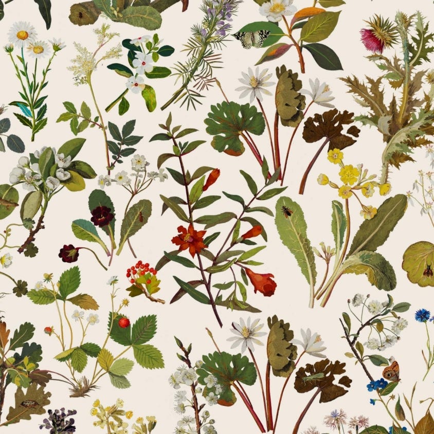 Herbarium Wallpaper - Ecru - House of Hackney - 1-WA-HER-DI-ECR-XXX