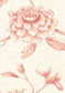 Jasper Peony Wallpaper - Rose - Lewis & Wood - Premier Wallcovering