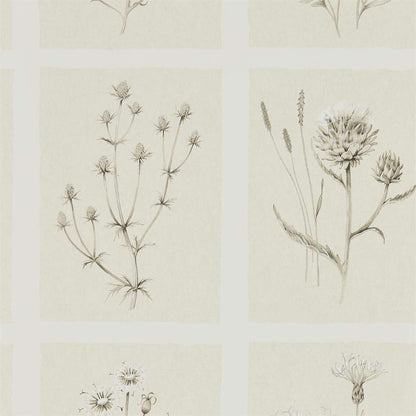 Little Thistles Wallpaper - Ecru - Sanderson - DEBB216511