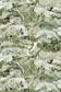 Matzu Tree Superwide Wallpaper - Sage Smirch - Timorous Beasties - DWN/MATZ/OBRN/04 - Premier Wallcovering