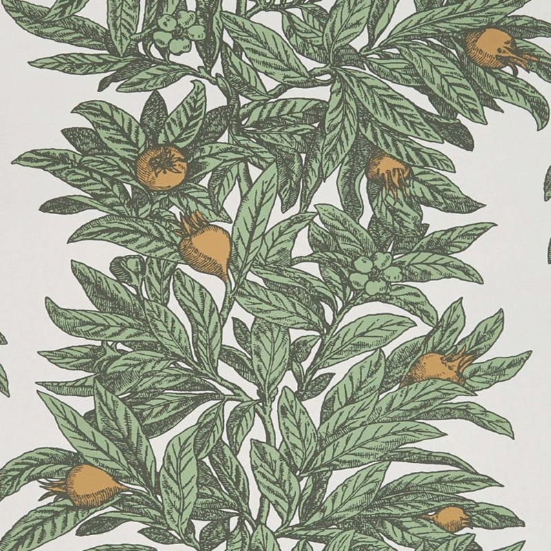 Medlar Wallpaper