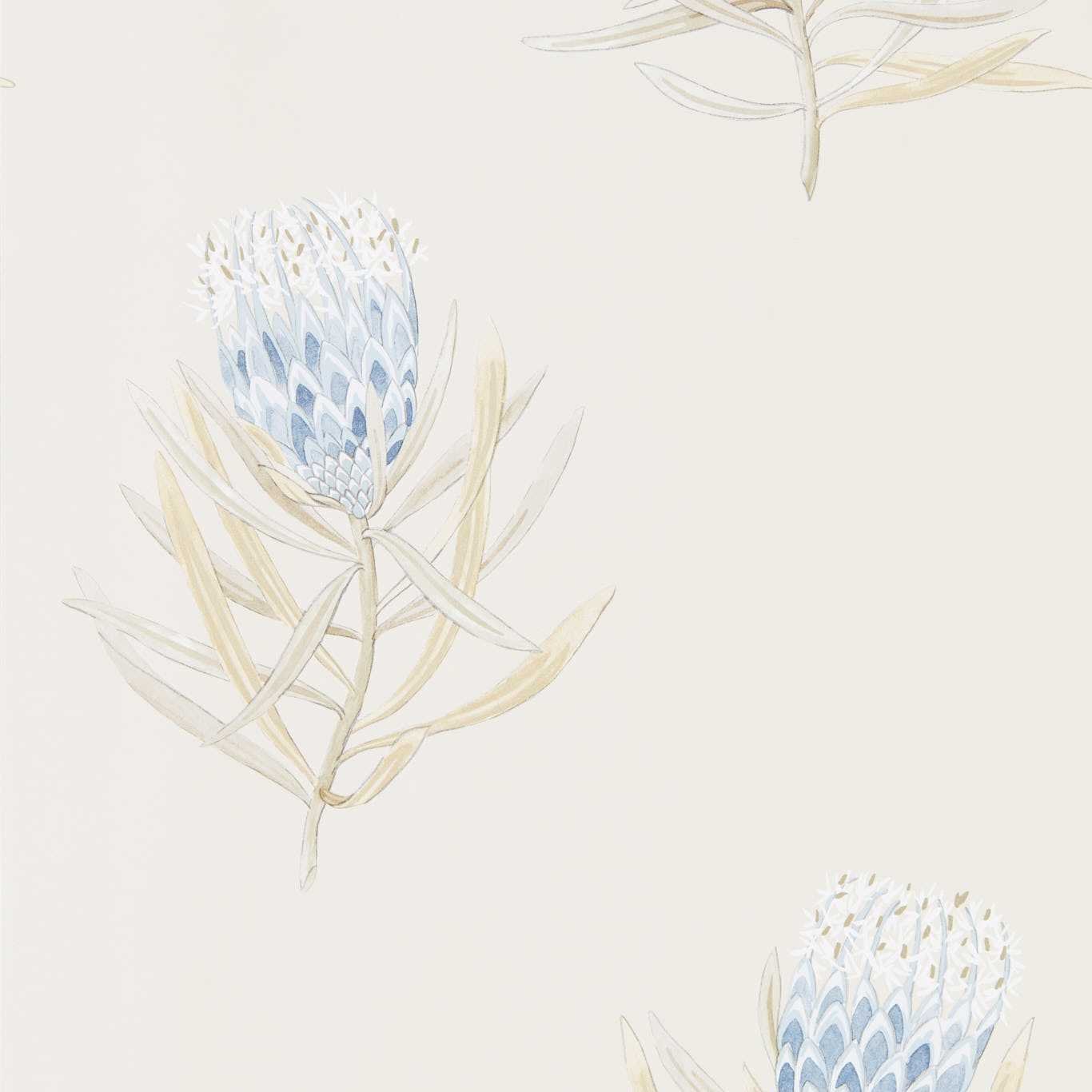 Protea Flower Wallpaper - China Blue/Canvas - Sanderson - DART216327