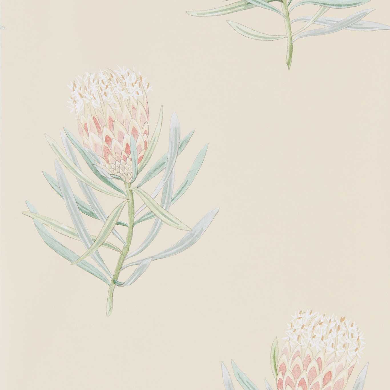 Protea Flower Wallpaper - Russet/Green - Sanderson - DART216329