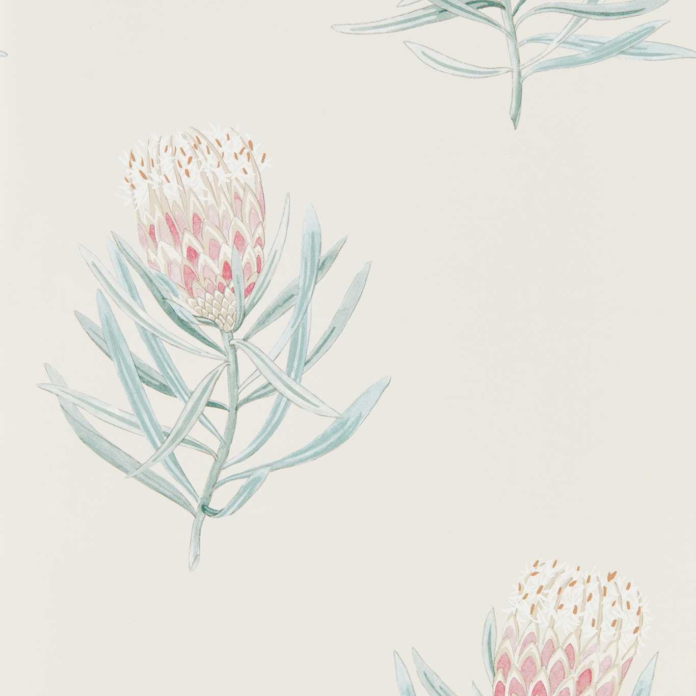 Protea Flower Wallpaper - Porcelain/Blush - Sanderson - DART216330