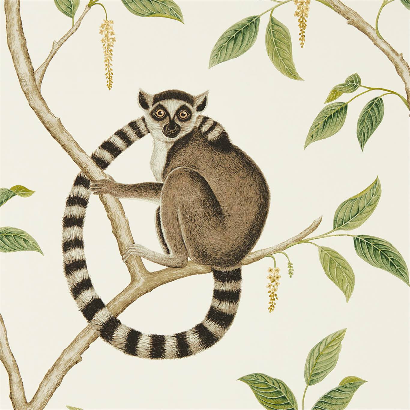 Ringtailed Lemur Wallpaper - Cream/Olive - Sanderson - DGLW216664