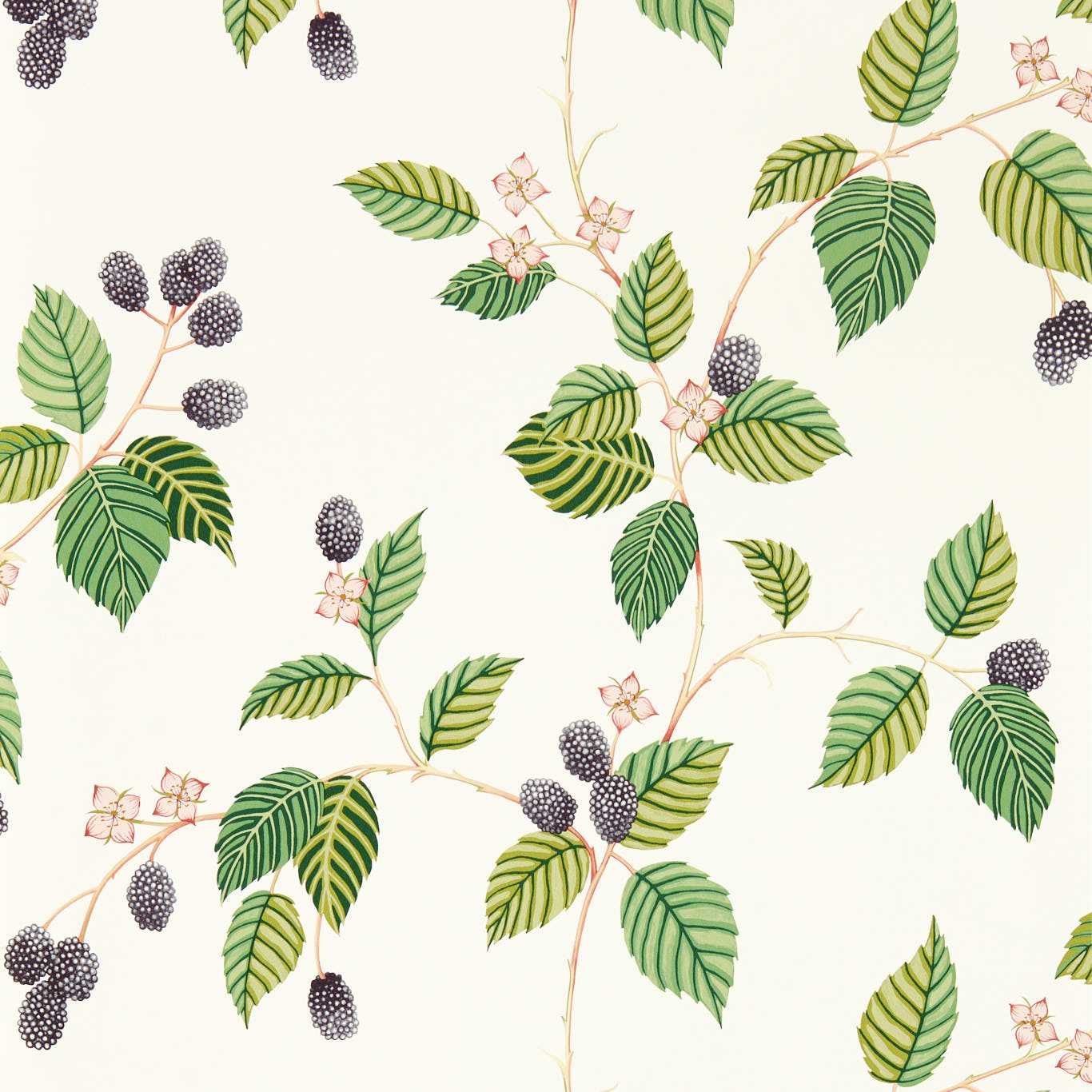 Rubus Wallpaper - Blackberry - DABW217227 - Sanderson