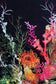 Seaweed And Shell Wallpaper - Black - Timorous Beasties - SSC/SWS/STCB/01 - Premier Wallcovering