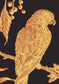 Squawk Wallpaper - Ink - Lewis & Wood - Premier Wallcovering