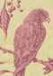 Squawk Wallpaper - Cantaloupe - Lewis & Wood - Premier Wallcovering