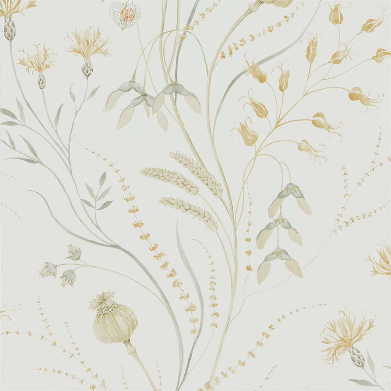 Summer Harvest Wallpaper - Silver Corn - Sanderson - DEBB216497