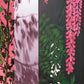 Wisteria Alba Wallpaper - Magenta - Christian Lacroix - PCL7032/01 - Premier Wallcovering