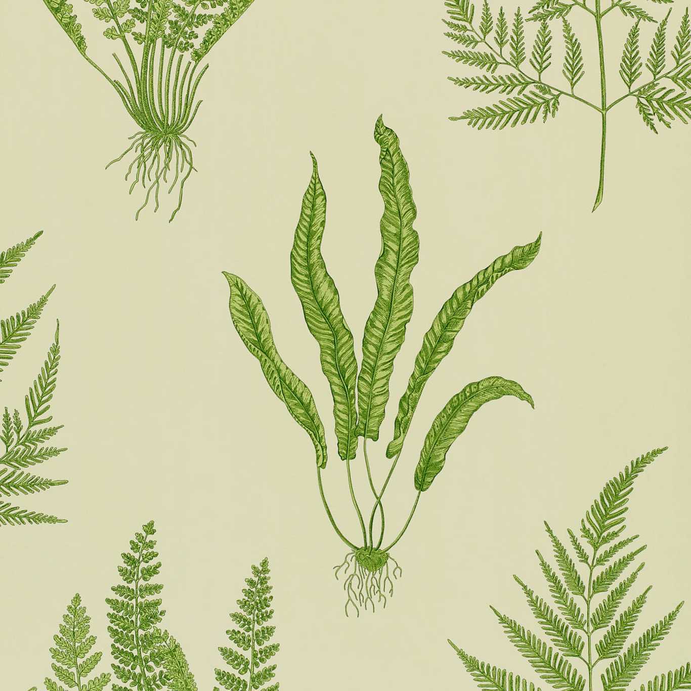 Woodland Ferns Wallpaper - Green - DAPGWO102 - Sanderson