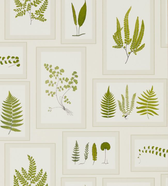 Fern Gallery Wallpaper - Green