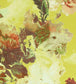 Flamboyant Wallpaper - Yellow