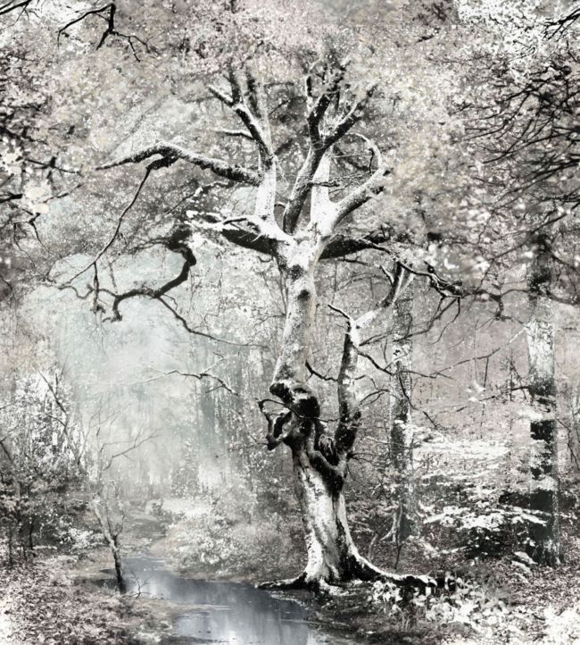 Sous Bois Wallpaper - Gray