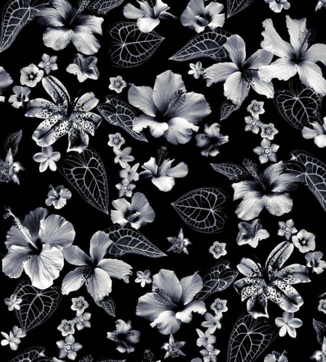 Cariacou Wallpaper - Black