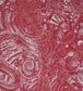 Komodo Fabric - Red