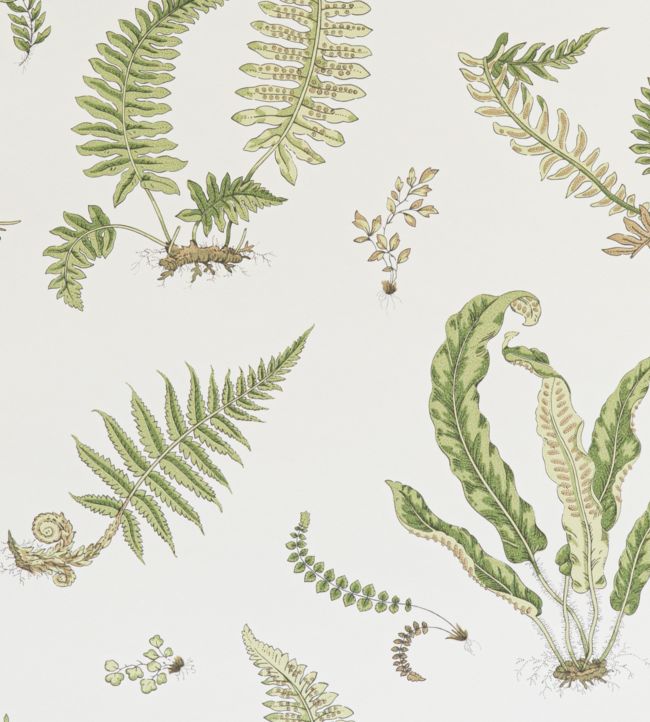 Ferns Wallpaper - Green