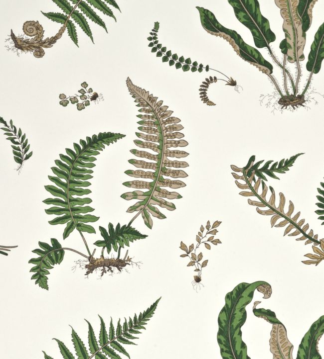 Ferns Wallpaper - Green