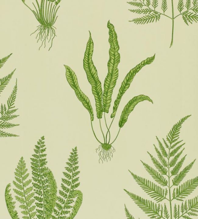 Woodland Ferns Wallpaper - Green
