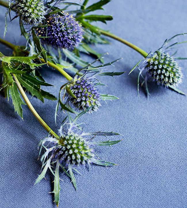 Club Room Velvet Fabric 4 - Blue