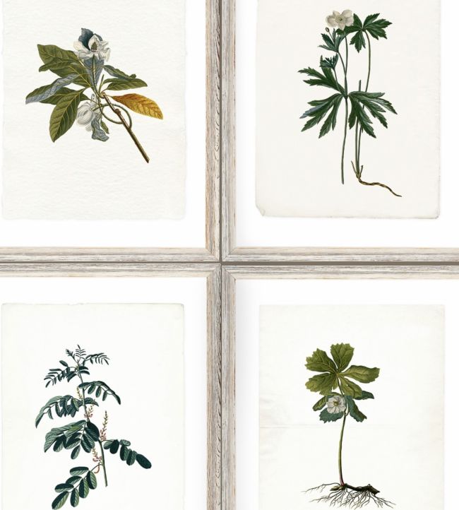 Botany Wallpaper - Green