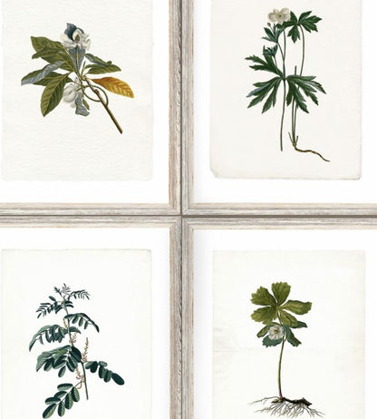 Botany Wallpaper - Green