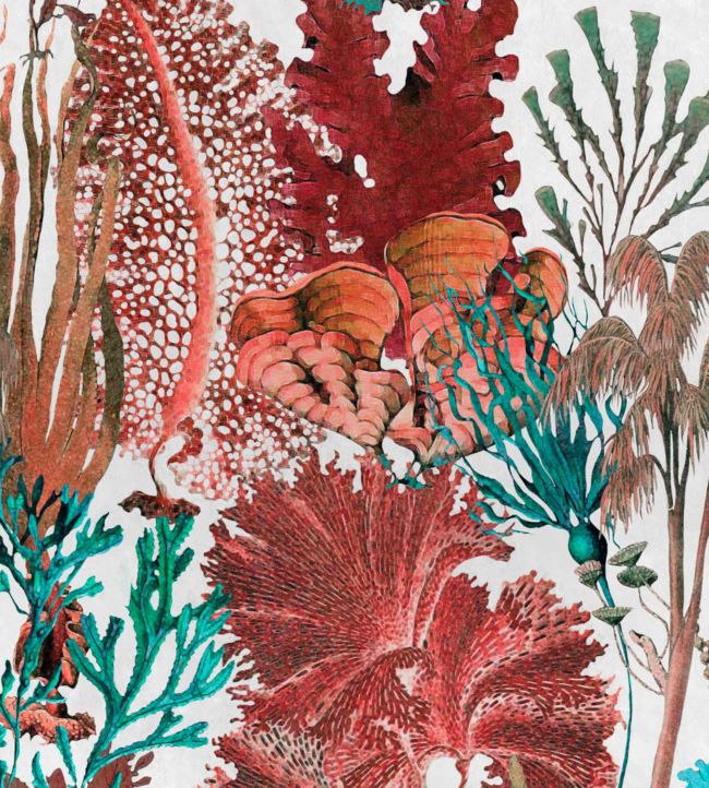Coral Reef Wallpaper - Red