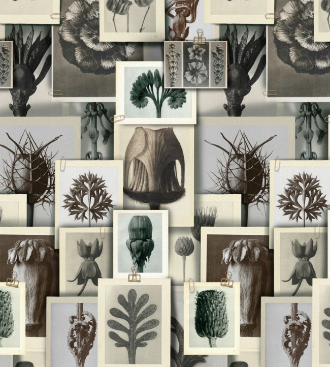 Blossfeldts Art Forms Wallpaper - Gray